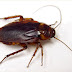 CoCk RoacH NighT