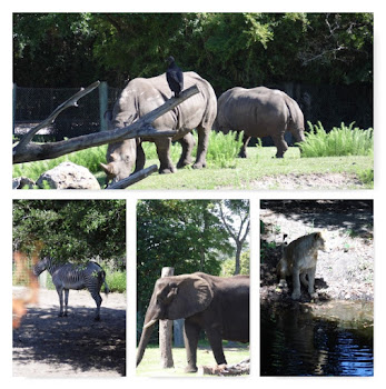 Some of the animals we saw!