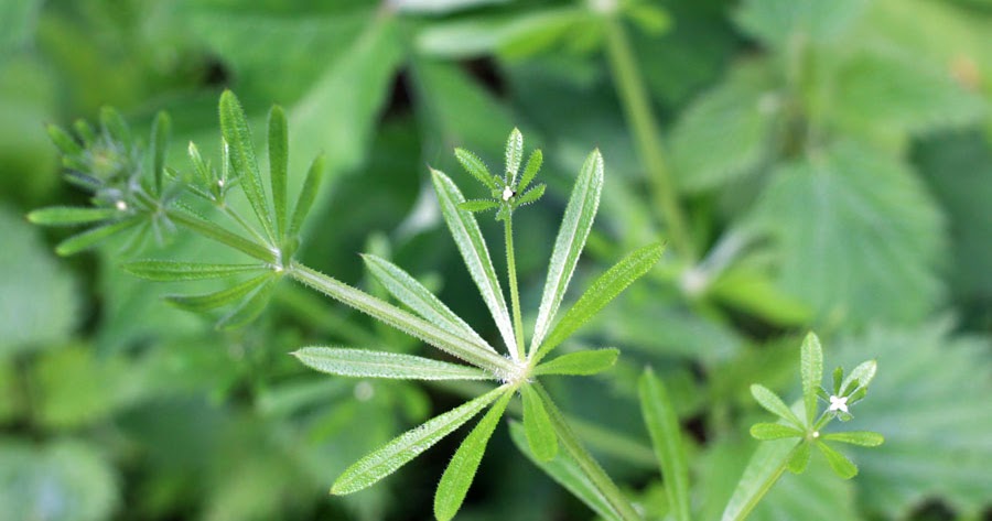 SauvagementBon Ne pas confondre gaillet et gaillet