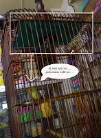 Cara mengatasi Pleci SAlto Cara atasi pleci ombyokan salto