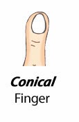 Finger Types - Conical Finger