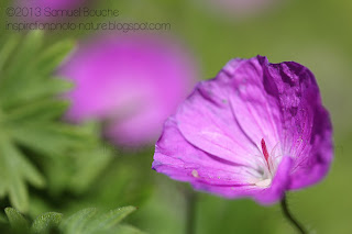 photo en fleur jardin coloré