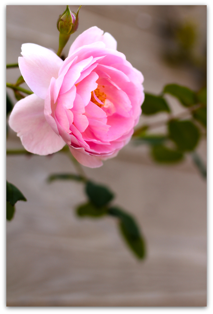 Where the wild roses grow...