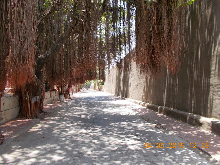 Daman:- Historical forts and historical trees.