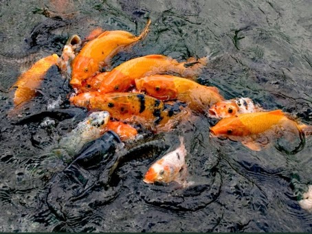 Inilah Umpan Jitu Ikan Mas Di Kolam Pancing Harian ~ Resep ...