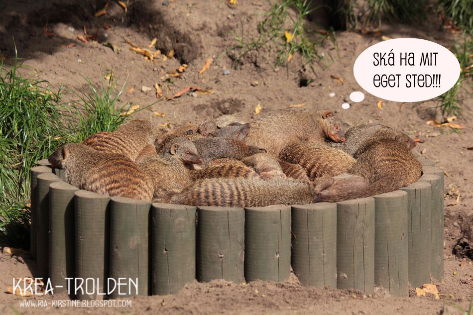 pussykat ålborg rabat Givskud Zoo pussykat ålborg rabat Givskud Zoo