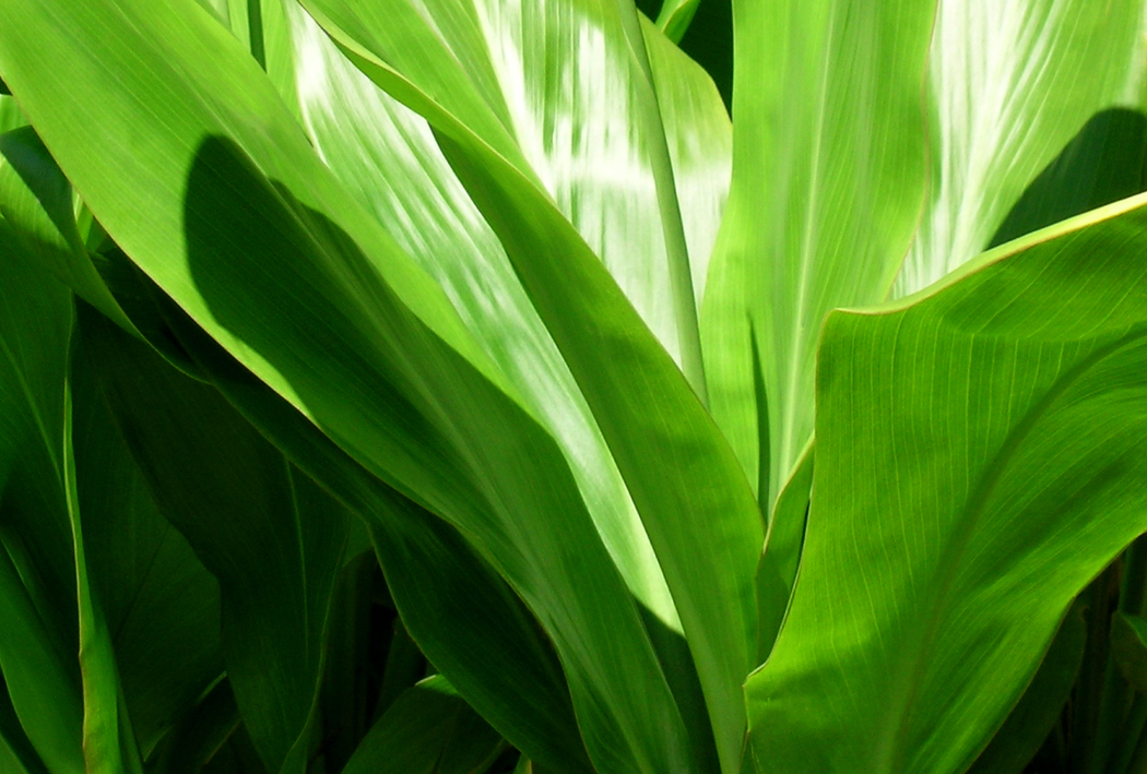 Tasting Hawai�i With Moloka�i Chef James Temple Ti