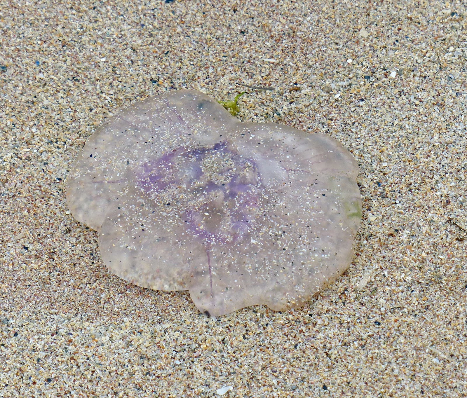 Wild and Wonderful Beside the Sea Jellyfish Sightings in Scotland