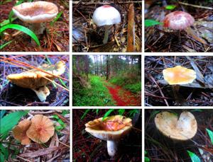 MUSHROOM WALK ON A MOODY TRAIL