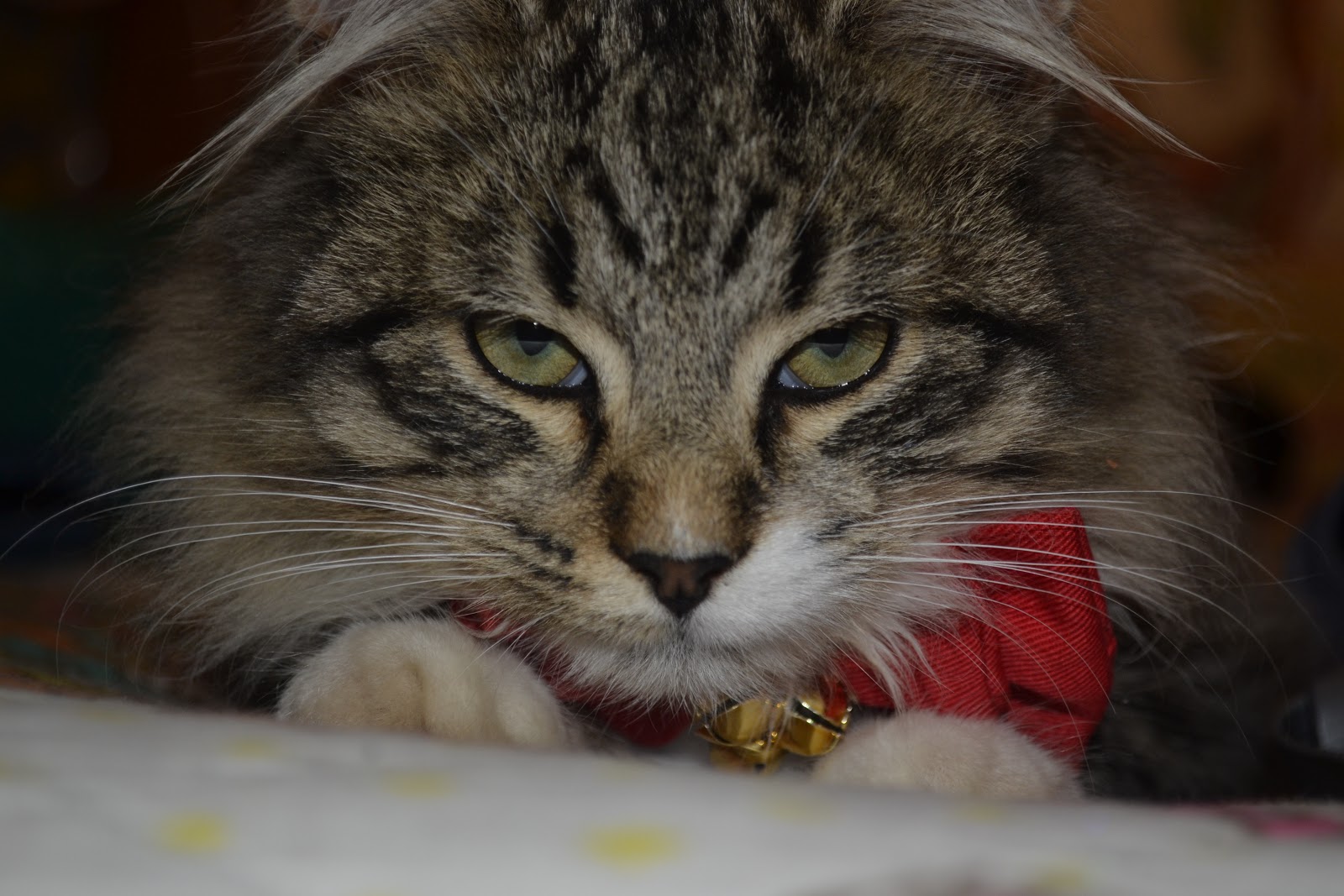 Sparkly, Shiny Things