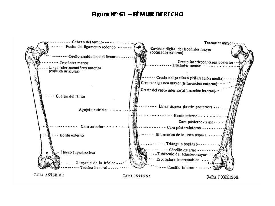 ATLAS DE ANATOMÍA HUMANA: 61. FÉMUR DERECHO