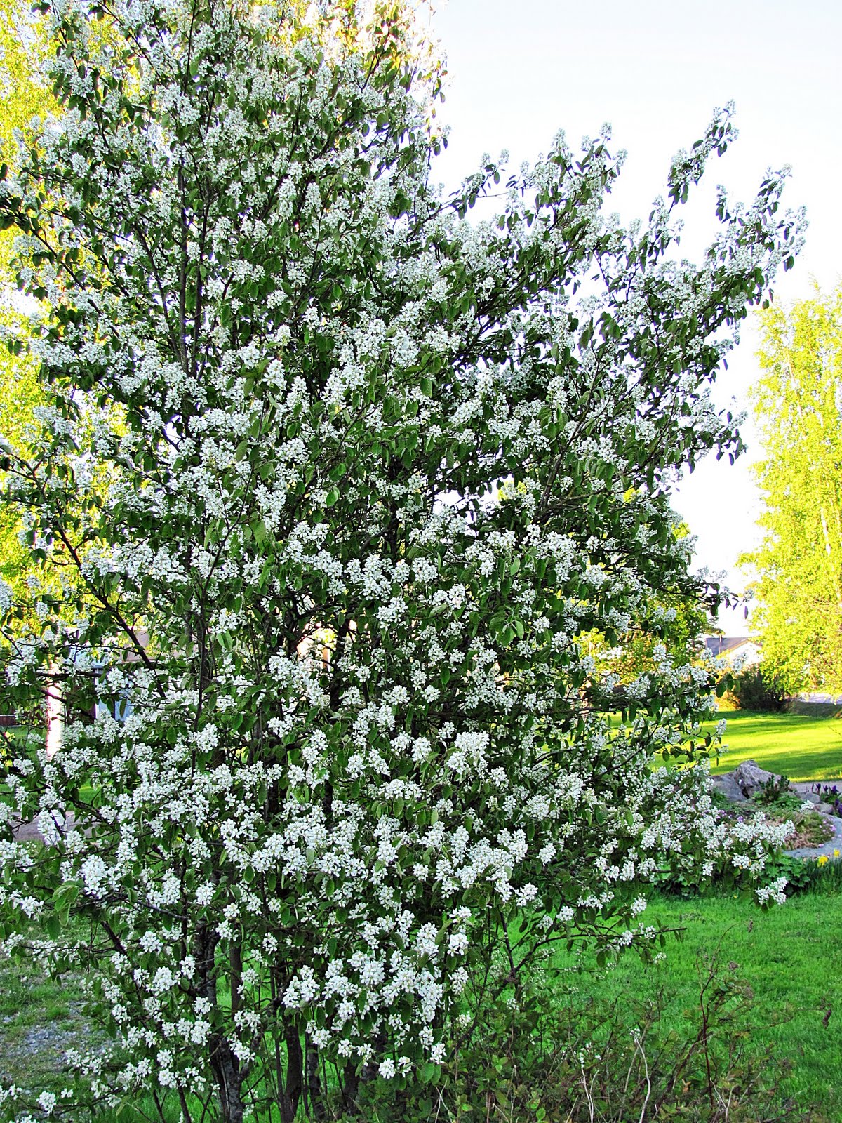 Välkommen till Nette Cecilia Blommor i trädgården Välkommen till Nette Cecilia Blommor i trädgården