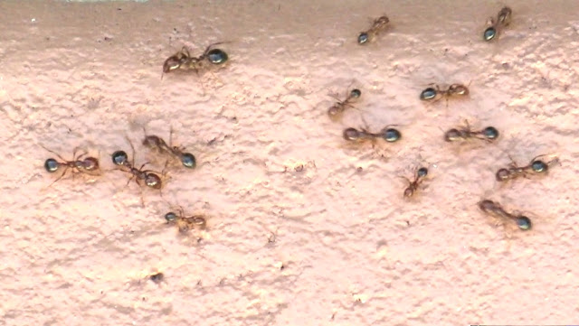 Fire Ant Army