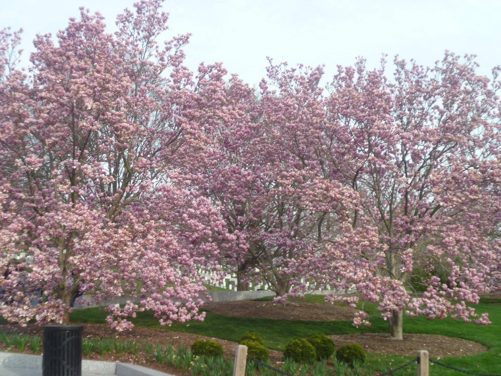 Excel Math: Japanese Cherry Trees — Do the Math