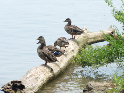 mallards on a log