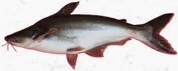 karisma koi fish pusat jual benih bibit ikan dan ikan karisma koi fish pusat jual benih bibit ikan dan ikan