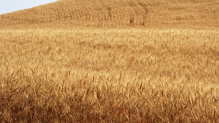 Wheat Farm