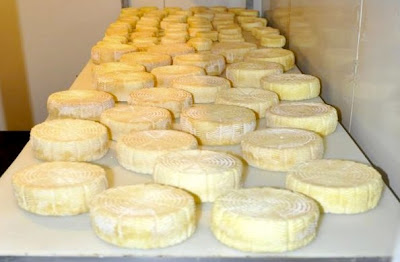 Proceso de elaboración del queso de cabra