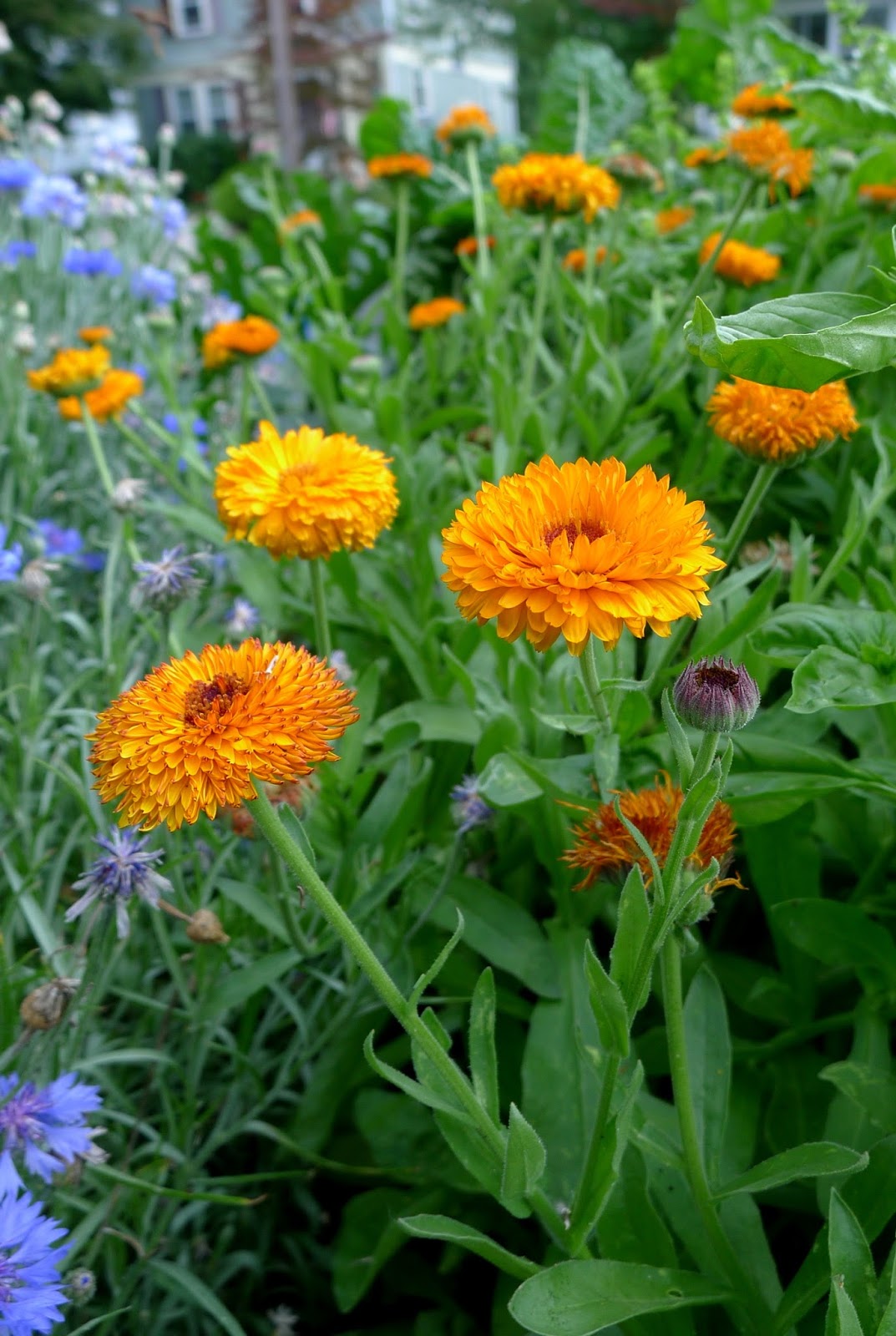 Less Noise, More Green Unusual edibles in my edible landscape and how
