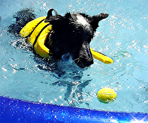 Como ensinar Seu Cachorro a Nadar