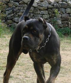 El Alano Español Theperros