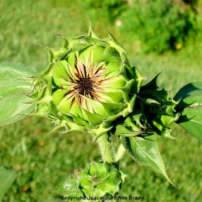 The Last Sunflower of Summer Close-up on the Sunflower Bud Photographed September 16, 2013 The Last Sunflower of Summer Close-up on the Sunflower Bud Photographed September 16, 2013