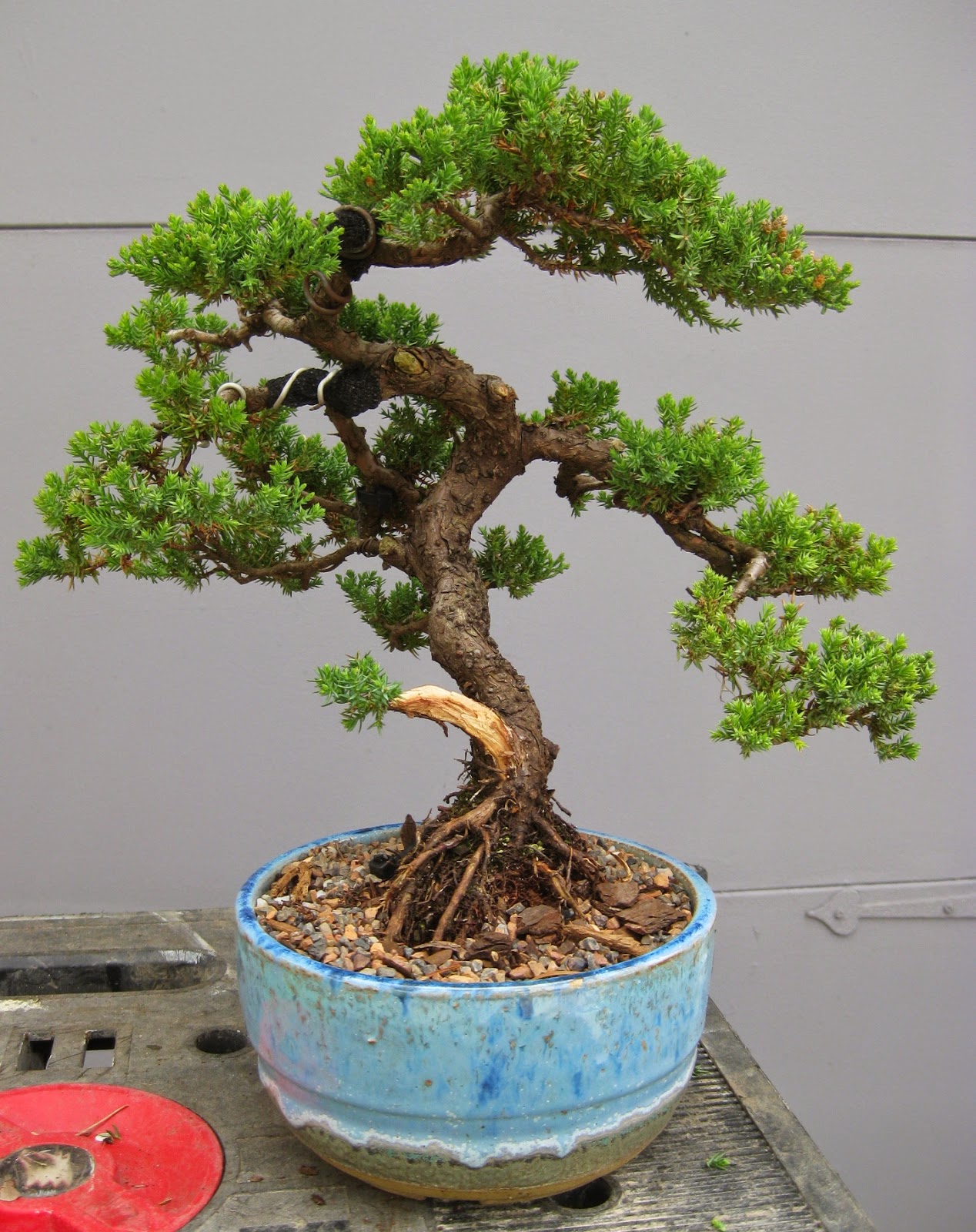 Akron Canton Bonsai Society Classic Bonsai Styles And Finding Akron Canton Bonsai Society Classic Bonsai Styles And Finding