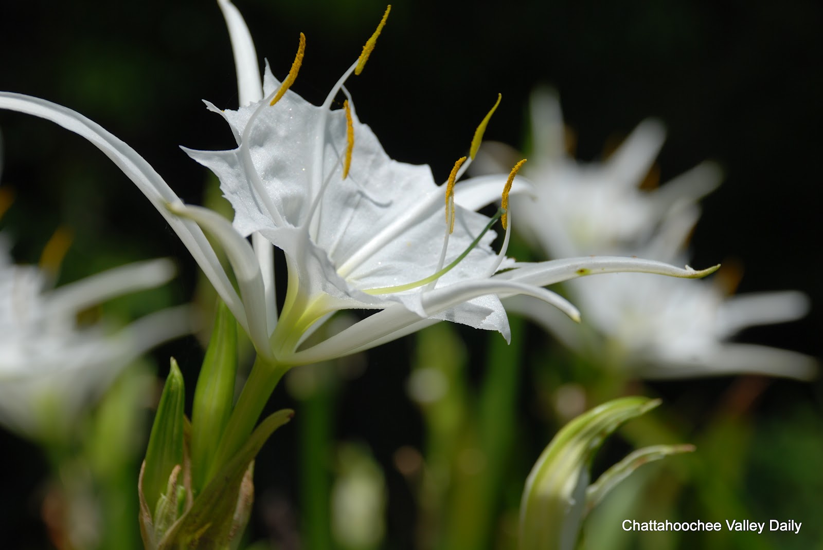 common lilies