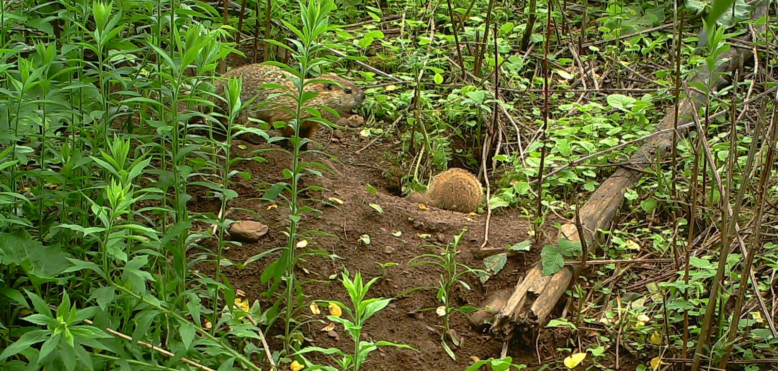 Tales From The Wilds Woodchucks at Home and at Large