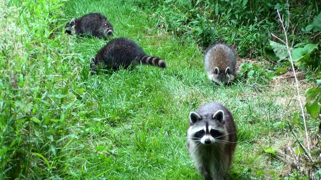 Tales From The Wilds Raccoon Kits, Gray Fox Kits and Skunks at the
