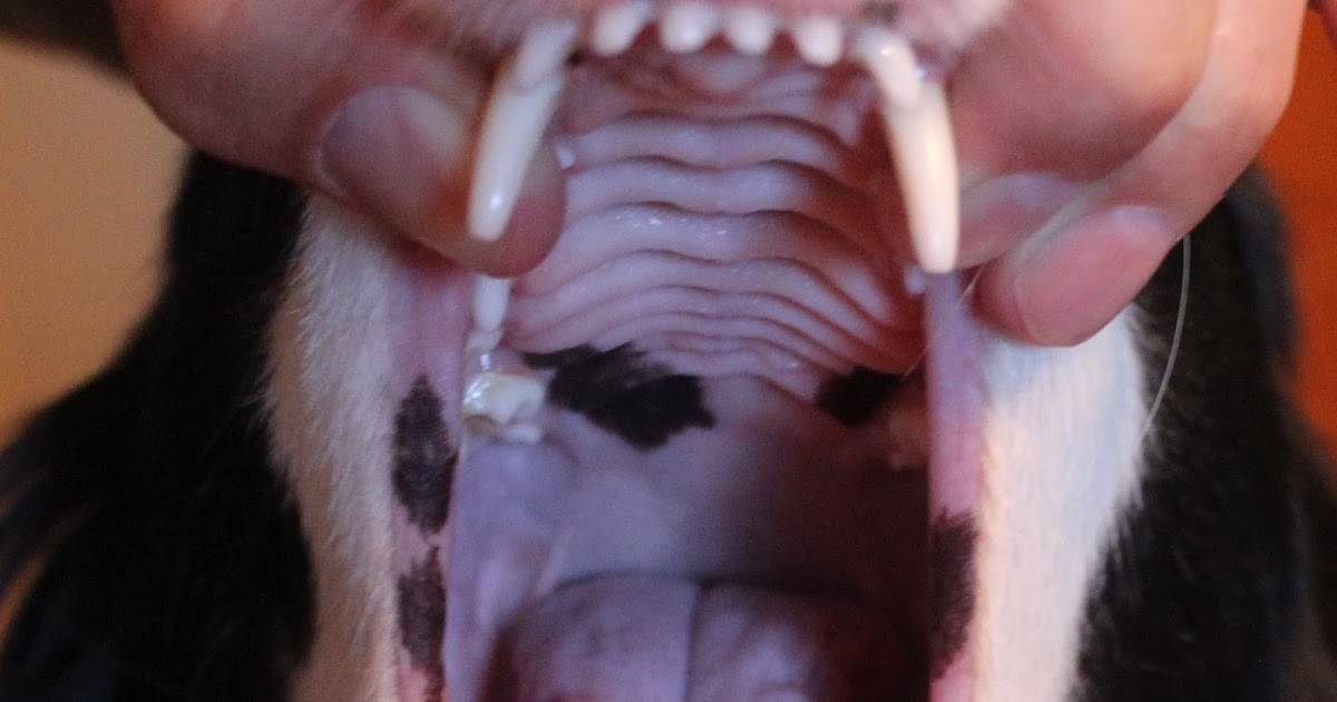 Know Thy Dog YOUR DOG'S TONGUE