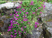Aubrieta deltoidea