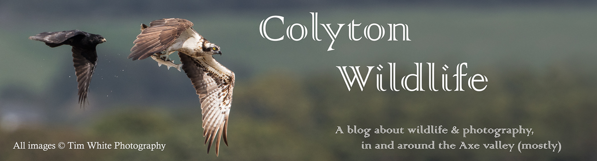 Colyton Wildlife