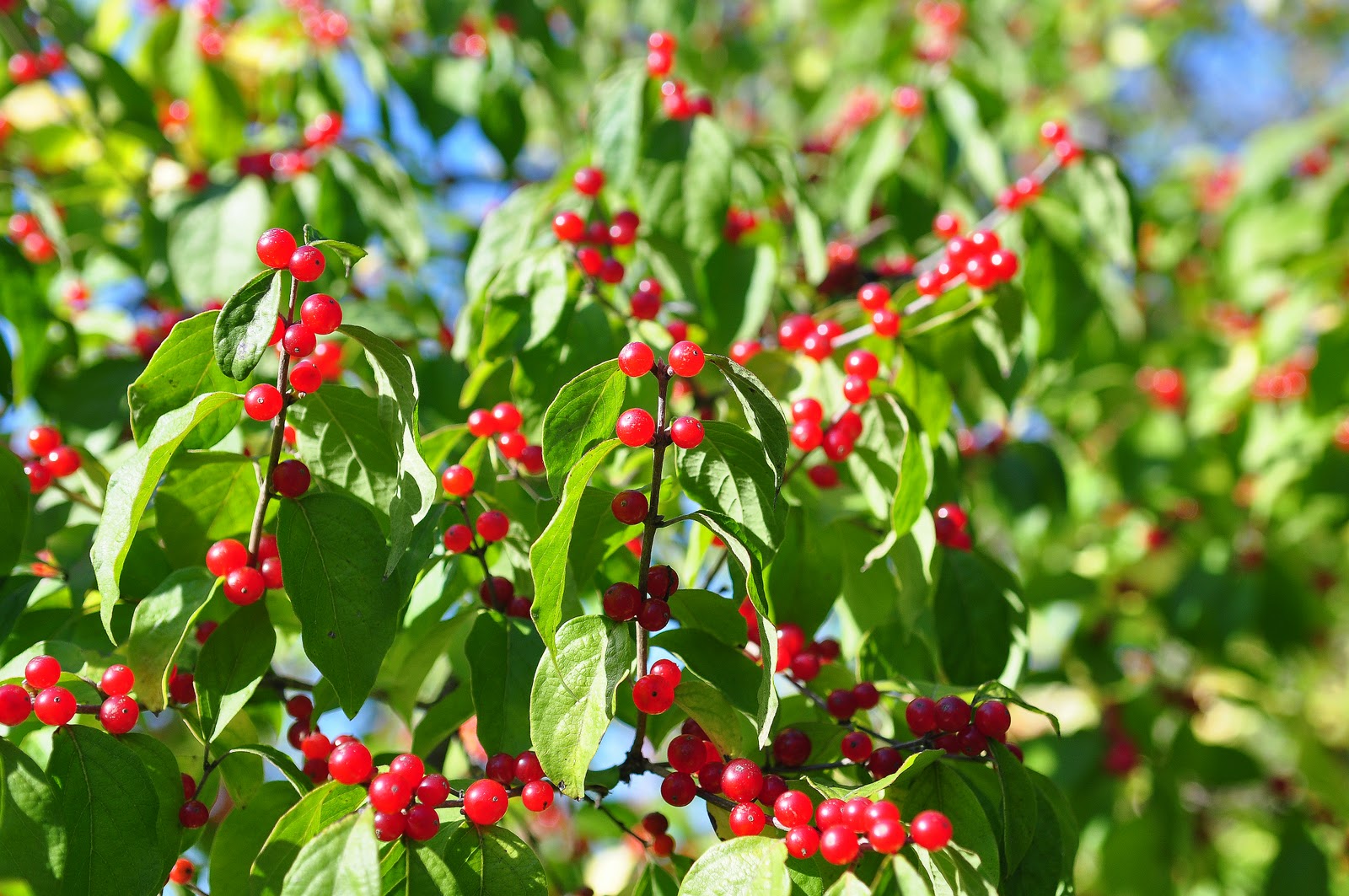 Nikon Sniper Bird Berries
