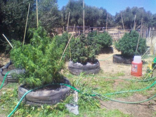 cultivo de maconha irrigação de maconha