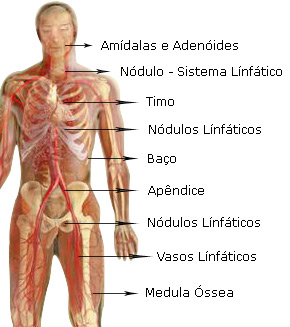Sistema Imunológico Sistema Imunológico