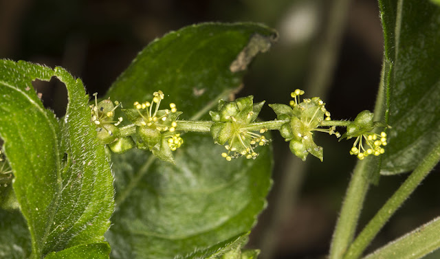 Dog's Mercury, Mercurialis perennis. Cuckoo Wood, High Elms, 21 April 2013. Dog's Mercury, Mercurialis perennis. Cuckoo Wood, High Elms, 21 April 2013.