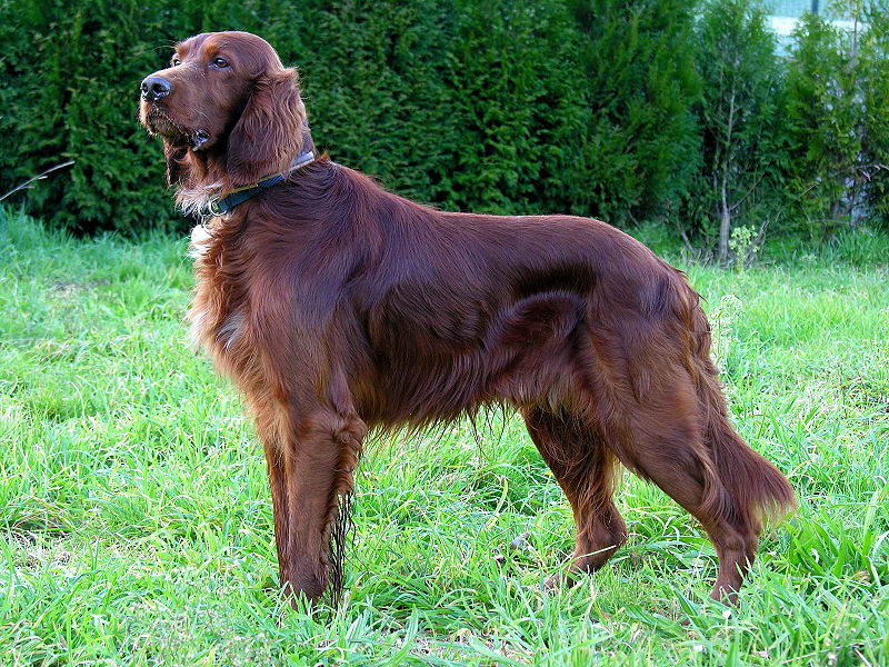 GROMMING IRISH SETTER BEST CHAMPION SHOW DOG