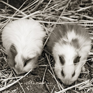 Guinea Pigs, Puno, Peru