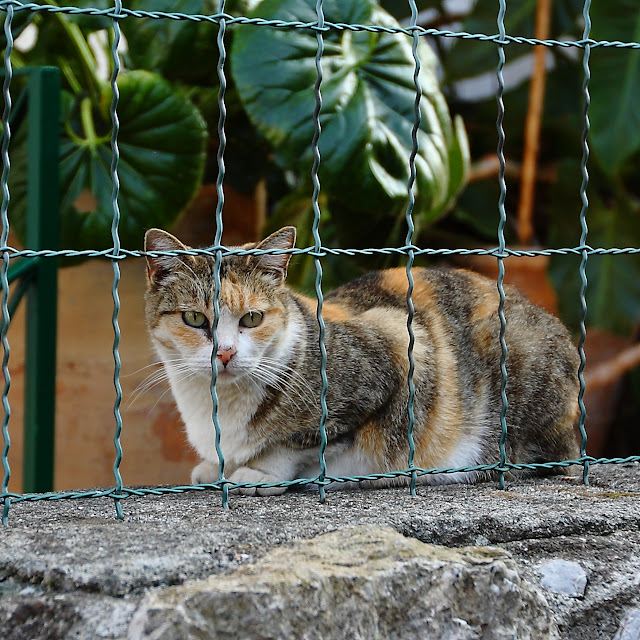 kat i siciliensk have