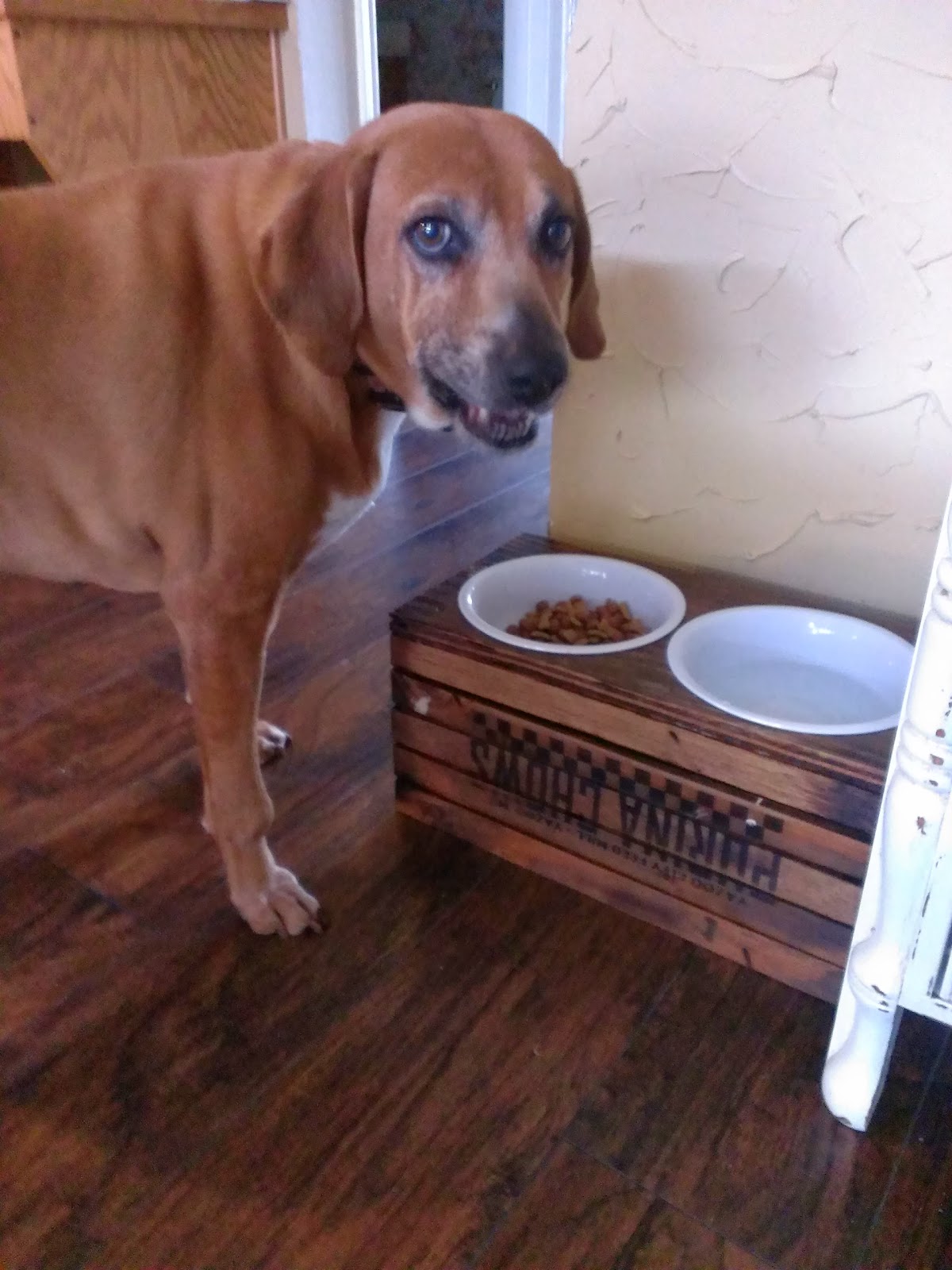 Elevated Dog Bowls That Names Can Be Added Elevated Dog Bowls That Names Can Be Added