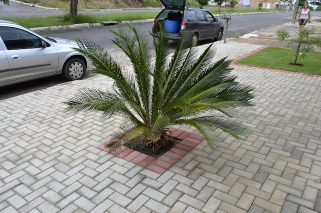 Cica Revoluta