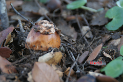 Amanita vaginata var fulva