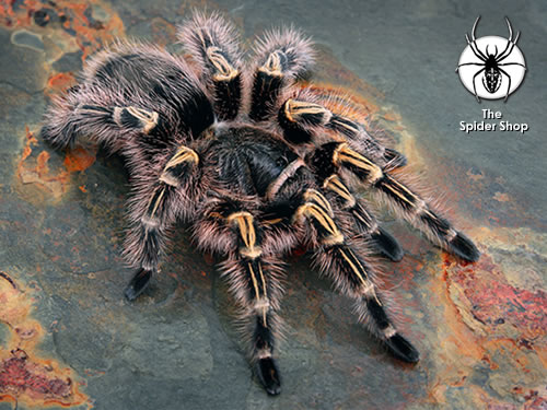 G_aureostriata_main.jpg
