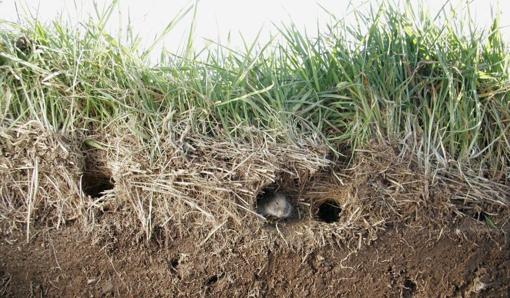 Greener Solutions Lawn and Landscape Seasonal Lawn Care Tips