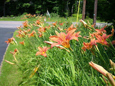 Daylillies on our driveway