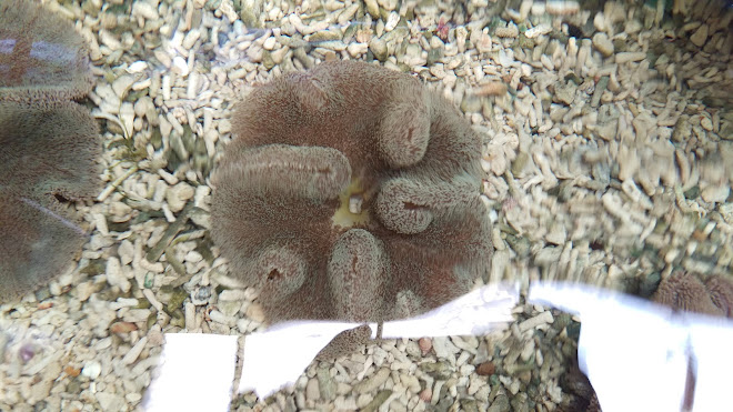 New Arrival anemone