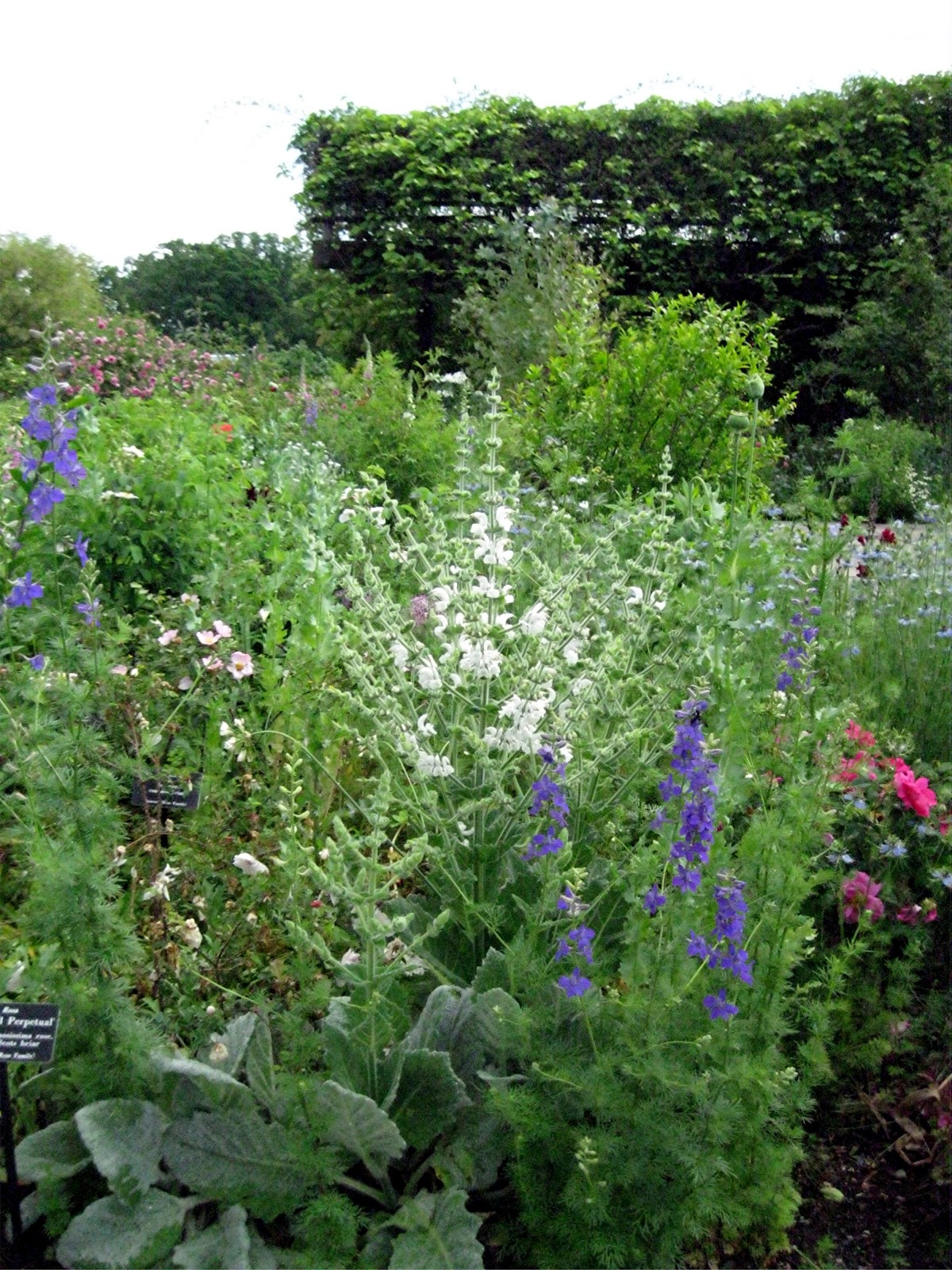 1003 Gardens The Rose Garden, in the Herb Garden, smells great
