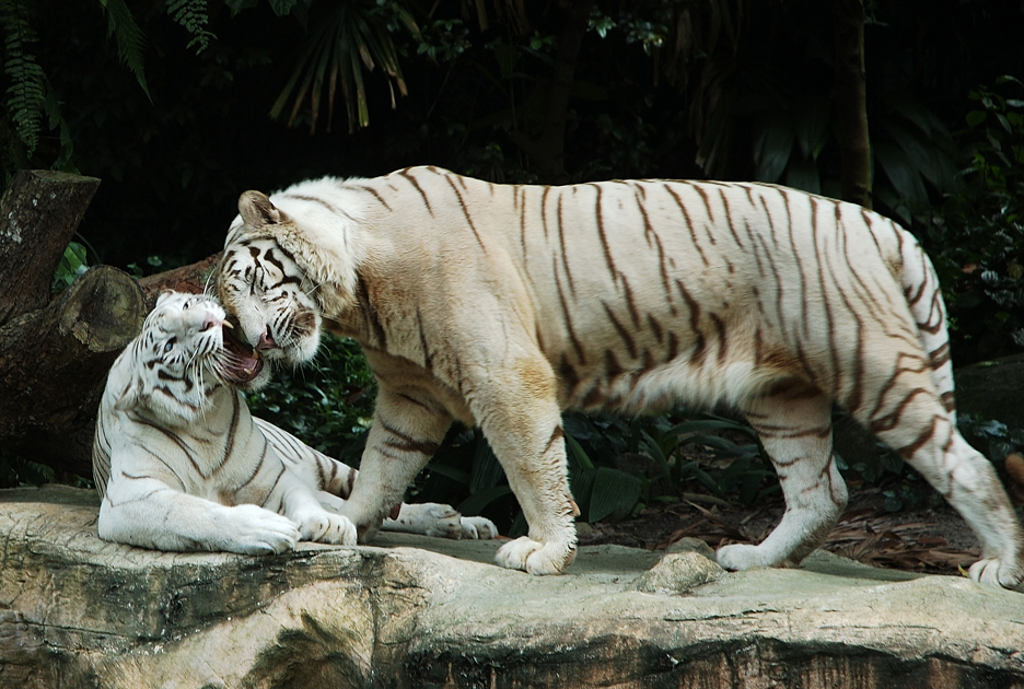 Royal Bengal Tiger - Bengal Tiger Facts, Profile, Photos, Information