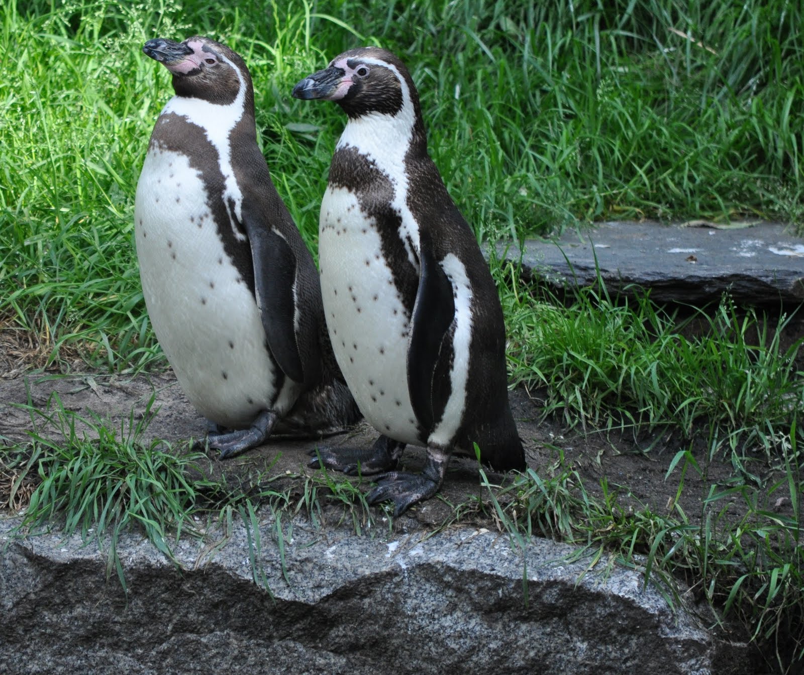ZOOTOGRAFIANDO (MI COLECCIÓN DE FOTOS DE ANIMALES): PINGUINO DE